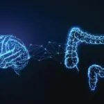 Le microbiote intestinal influence les mécanismes de mémoire au sein du cerveau.