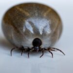 La peur des tiques aux États-Unis incite à reconsidérer les sorties en nature.