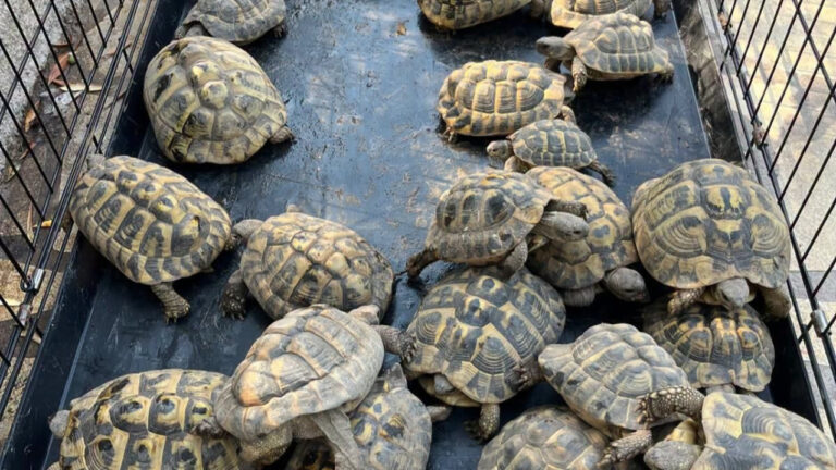 Enquête à Cannes : des vols de plaques d’égout révèlent 30 tortues protégées.