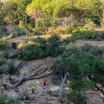 Abattage d’arbres à Bonneveine : tensions croissantes au sein de la municipalité.