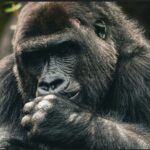 Gestion des conflits : les singes et l’ego humain dans la coopération sociale