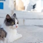 Une île grecque propose un hébergement contre 5 heures de travail quotidien avec des chats.