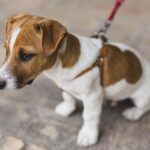 Mobilisation contre l’interdiction des chiens au Jardin de la Villa Thiole.