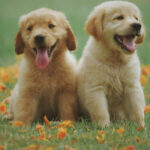 Test de personnalité : Mon partenaire possède-t-il des traits d’un Golden Retriever ?