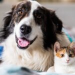 La puce électronique obligatoire pour chiens et chats en Europe : réglementation à suivre.