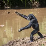 Des chimpanzés lancent des pierres sur les mêmes arbres depuis plus de dix ans.