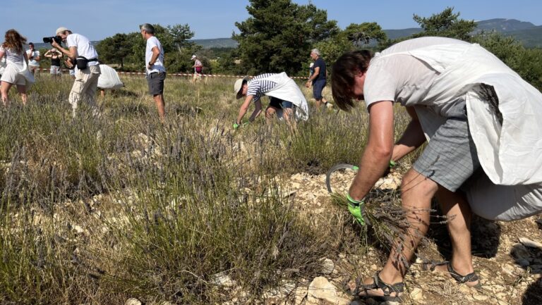 Fête de la Lavande à Sault : rassemblement des producteurs et amateurs de l’or bleu.