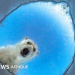 Photographe animalier de l&rsquo;année 2026 : sélection des meilleures photos en compétition