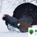 Fin du programme de réintroduction du Grand tétras dans les Vosges confirmée par les autorités locales.