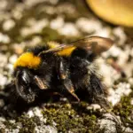 Apparition de nombreuses abeilles bourdons mortes sur les trottoirs aux États-Unis.