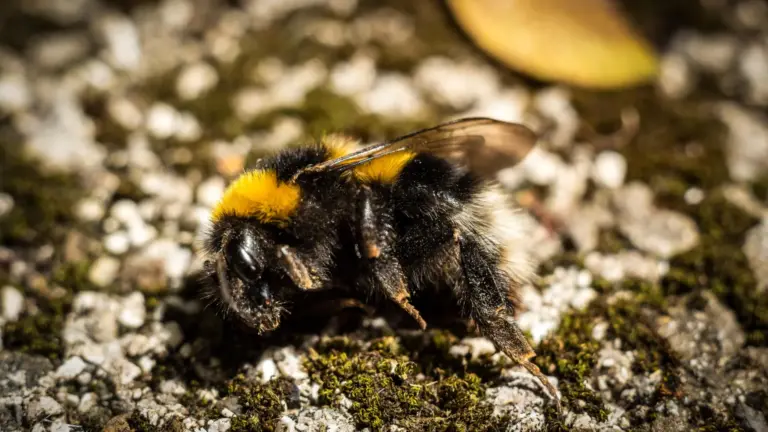 Apparition de nombreuses abeilles bourdons mortes sur les trottoirs aux États-Unis.