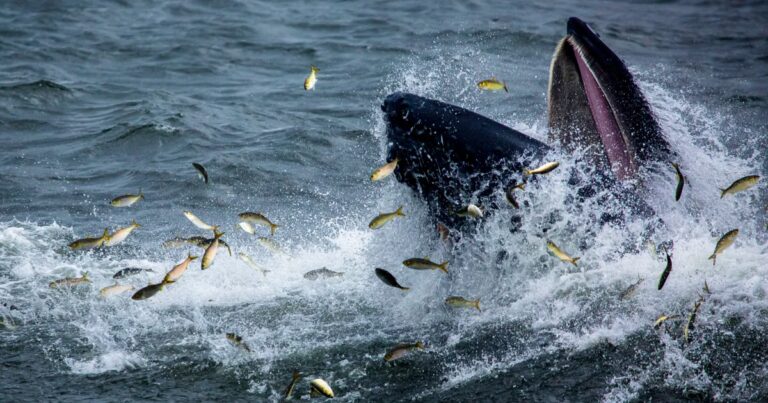 La fonte des glaces dans l’est du Groenland favorise l’arrivée de nouvelles espèces de baleines.