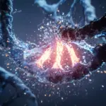 Une copie défectueuse d&rsquo;un gène altère la structure de l&rsquo;ADN cardiaque.