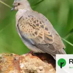 La France autorise de nouveau la chasse à la tourterelle des bois, espèce vulnérable.