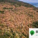Sécheresses et canicules : les arbres en France peinent à se régénérer.