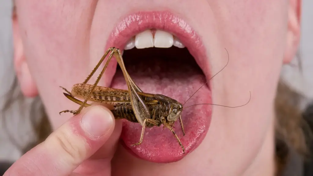Des recherches révèlent que le rejet des insectes comme aliment pourrait être ancien.