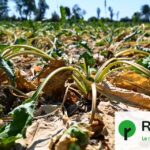 La production de betterave en France affectée par la canicule et la réduction de sucre prévue.