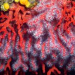 En Grèce, le marché noir menace la survie du corail rouge en Méditerranée.