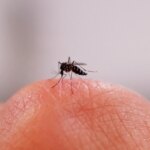 Moustique transporté par avion : deux employés de l&rsquo;aéroport de Francfort décèdent du paludisme.