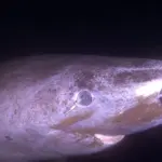 Un requin capable de vivre 400 ans soulève des questions sur le vieillissement des espèces marines.