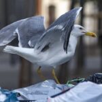 Diminution des populations de gabians sur les toits de Marseille, une espèce en déclin.