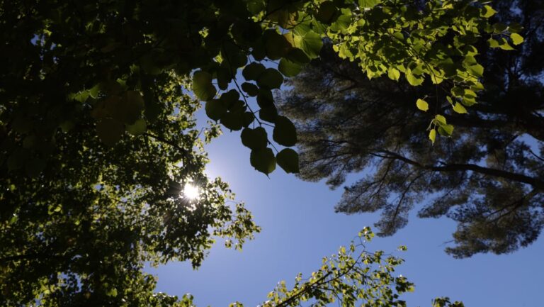 Météo en Provence : vent et températures supérieures aux normales saisonnières cette semaine