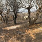 Incendies à Jijel : des dégâts matériels considérables observés sur place
