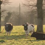Gwell, le lait fermenté de Bretonne Pie noir, vise une AOP avec chaque levain unique.