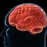 Des études révèlent que le cerveau humain est programmé pour reprendre du poids perdu.
