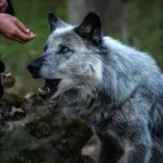 Humains et chiens interagissent mutuellement depuis 15 000 ans, modifiant leur évolution.