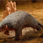 Anciennes analyses ADN révèlent une espèce cachée de pangolin en Asie.