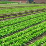 Casablanca-Settat : augmentation de 12 % des superficies maraîchères en 2023