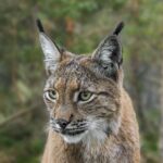 Des panneaux de signalisation pour le passage des lynx testés dans le Parc naturel du Haut-Jura