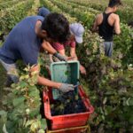 Des vendangeurs en Champagne logés sous tente : un hébergement indigne fermé par les autorités.