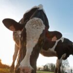 Éleveur d’Ille-et-Vilaine condamné à de la prison pour maltraitance de bovins privés d’eau et de nourriture.