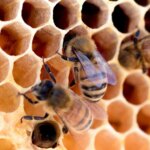 La NASA envoie 3 300 abeilles dans l&rsquo;espace pour étudier la construction de nids en apesanteur.