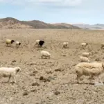 Mongolie : les éleveurs nomades confrontés à la désertification des terres vertes.