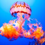 Un enfant de 13 ans décède après une piqûre de méduse « guêpe de mer » en Australie