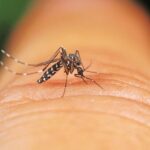 Dengue à Marseille : opération de prévention lancée pour limiter la contagion.