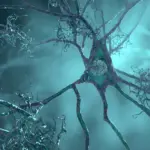 Un gène majeur de l&rsquo;Alzheimer réduit la taille des cellules cérébrales avant l&rsquo;apparition des symptômes