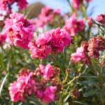 Bouturer un laurier-rose en août : méthode simple pour les jardiniers amateurs.