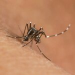 Dopé par le réchauffement climatique, le moustique-tigre menace la santé publique mondiale.