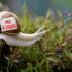 Petit escargot, commercial du logement dorsal, suscite des tensions dans le secteur immobilier.