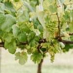 Sempastous : Évaluation des changements législatifs pour les vendeurs de vignes en France.