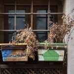 Fleurs fanées sur le balcon : un geste simple pour prolonger la floraison jusqu’en novembre