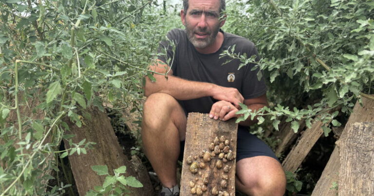 Vagues de chaleur : les éleveurs d’escargots en France confrontés à des pertes élevées