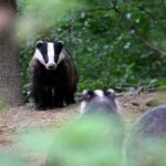 Dégâts causés par la faune dans les vignes du Bas-Rhin à la recherche d’eau.