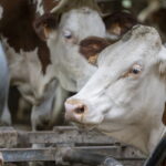 Fièvre bovine : un virus détecté dans l’Ain et les Savoies, menace pour le Doubs ?