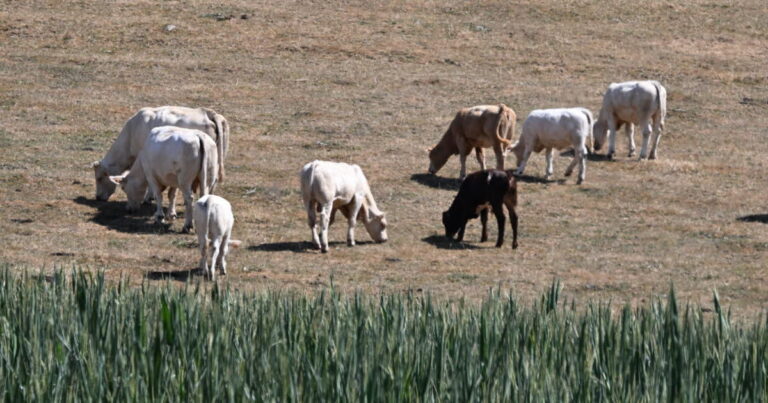 Éleveurs de chèvres confrontés à la canicule : confinement des animaux aux heures chaudes