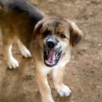 Vienne : la maire prend des mesures face aux nuisances sonores des chiens aboyants.